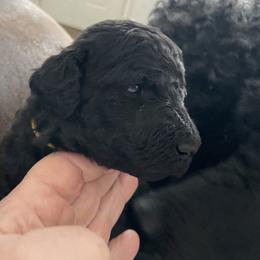 Whole litter - female Poodle puppy in Hamilton Square, New Jersey from Sweet Standards