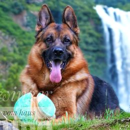 Rival - German Shepherd