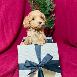 Clove - CF0546 - Caramel ice female Australian Labradoodle puppy in Easley, South Carolina from Royal Diamond Labradoodles