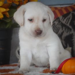 Red collar - Yellow male Labrador Retriever puppy in Ridgecrest, California from Black Mountain Service Dogs