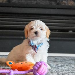Jack - White male Maltipoo puppy in Guthrie, Kentucky from Happy Tail Puppies