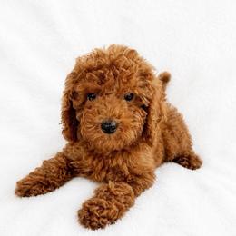 Mick - Red  male Goldendoodle puppy in Warrensburg, Missouri from Supreme Doodles