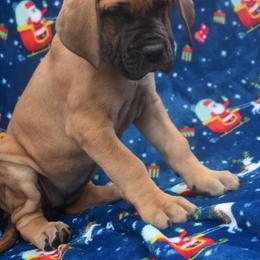 Great Dane Puppies from Big Tex K9 Konnection