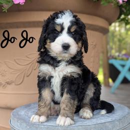 JoJo - Tri-color female Bernedoodle puppy in Lancaster, Minnesota from Richardville Hunde