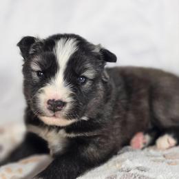 Power - Agouti and white female Siberian Husky puppy in Buckeye, Arizona from Anime Huskies