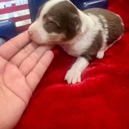 Roary - Red merle male Toy Australian Shepherd puppy in Miami, Oklahoma from HighEnd Aussies