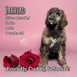 Jarhead - Sable male Poodle puppy in Pink Hill, North Carolina from Boodle's Standard Poodles