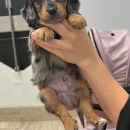 Dachshund Puppies from Wiggles & Wags Dachshund's
