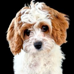 Lucy - Cavapoo