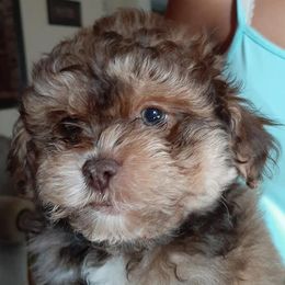 Aussiedoodles, Poodles, and Shihpoos from Heaven Sent Shihpoo's