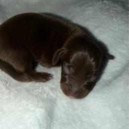 Brownie - Chocolate and tan male Dachshund puppy in Turtletown, Tennessee from Stachia’s C4 Dachshunds