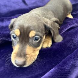 Luca - Chocolate and tan male Dachshund puppy in Memphis, Tennessee from River City Doxies