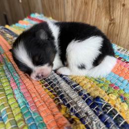 Tri Male - Tri-colored male Pomeranian puppy in Harrah, Oklahoma from Sunshines Pomeranians & Cavapoos