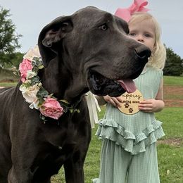 Tiny - Great Dane