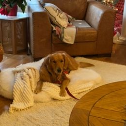 Golden Retriever All Grown Up from Sun Ridge Goldens