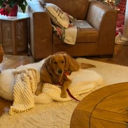 Golden Retriever All Grown Up from Sun Ridge Goldens