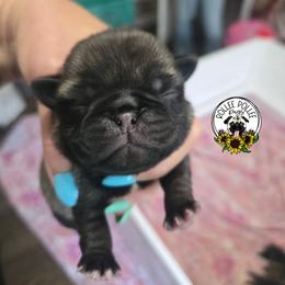 Boy 3 - Fawn male Pug puppy in Keysville, Georgia from Rollee Pollee Pugs