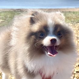 Pomeranians from Cascade Pomeranians