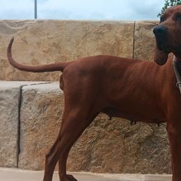 Stella - Redbone Coonhound