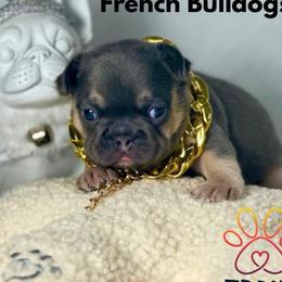 Valentino - Blue fawn male French Bulldog puppy in Michigan from Fur Baby Farms