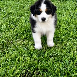 Bandit - Black tri-color male Australian Shepherd puppy in Ballston Lake, New York from Headstrong Australian Shepherds