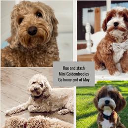 Rue - Goldendoodle