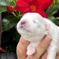 Girl 1 - female Japanese Spitz puppy in Pickerington, Ohio from Mika Japanese Spitz