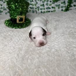 Dachshund Puppies from 208 Weenies