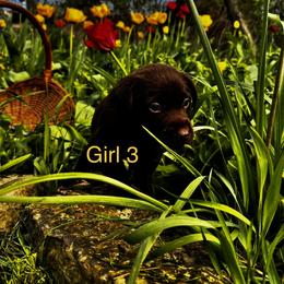 Girl 3 - Chocolate female Labrador Retriever puppy in Lawton, Michigan from DuckAlly Kennel