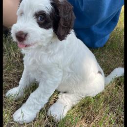 Blue - Black and white Bernedoodle puppy in Simpsonville, South Carolina from Sadie’s Doodles