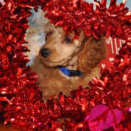 Poodle Puppies from Moyen Majestic Embrace Poodles (MOYEN ME)