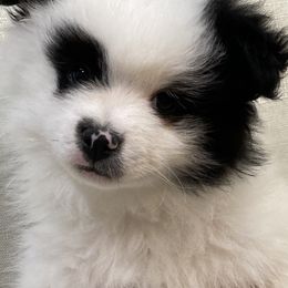 Pomeranian Puppies from MJ’s Pomeranians