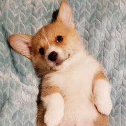 Pembroke Welsh Corgi Puppies from Whimsical Treasure Corgis