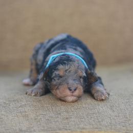 Light blue - Blue merle female Bernedoodle puppy in Scottsboro, Alabama from Dixie Land Doodles