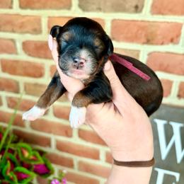 Victoria - Sable female Bernedoodle puppy in Denver, Pennsylvania from Greenview Puppies