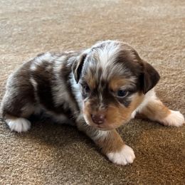 Ella - Red merle female Miniature Australian Shepherd puppy in Geary, Oklahoma from Helm Farms Aussies
