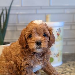 Kenny - Red male Cavapoo puppy in Caldwell, Idaho from Terrace Cav's