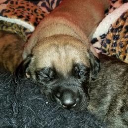Mastiffs from ❤️ Thompson's Family Mastiffs ❤️