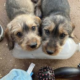 Dachshund Puppies from Rondo's Wirehairs