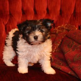 Yorkshire Terrier Puppies from Peggy's Yorkies