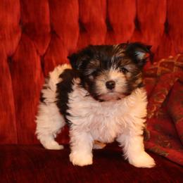 Yorkshire Terrier Puppies from Peggy's Yorkies