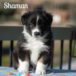 Shaman - Black tri-color female Australian Shepherd puppy in Benton City, Washington from Eventide Australian Shepherds