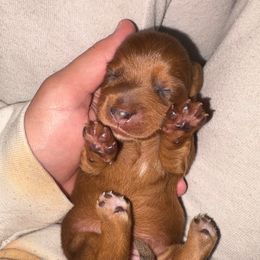 Dapple Girl - Dapple female Dachshund puppy in Gulfport, Mississippi from Candy & Caits Farmstead Mini Doxies