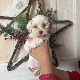 Tootsie - White female Havanese puppy in Reese, Michigan from Windy Hill Havanese