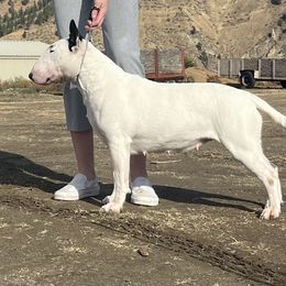 Angel - Bull Terrier