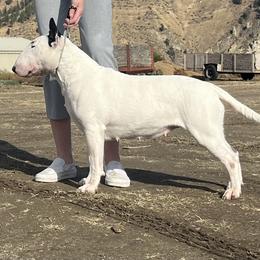 Angel - Bull Terrier
