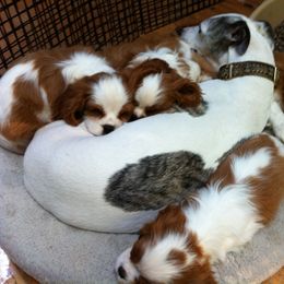 Cavalier King Charles Spaniel Puppies from Karlee Gray Stone Cavaliers
