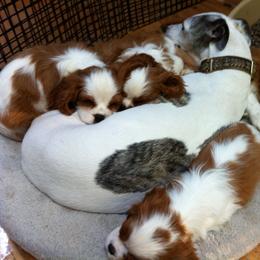 Cavalier King Charles Spaniel Puppies from Karlee Gray Stone Cavaliers
