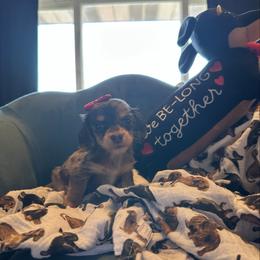 Venus - Chocolate and tan female Dachshund puppy in Hudson, Michigan from Mittentail Kennel Miniature Dachshunds & Australian Shepherds