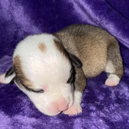 Hoppy - White and red female Pembroke Welsh Corgi puppy in Godley, Texas from Bradley Kennels